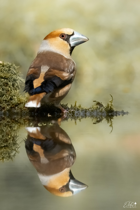 Appelvink