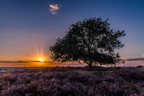 Nog steeds in de heide modus