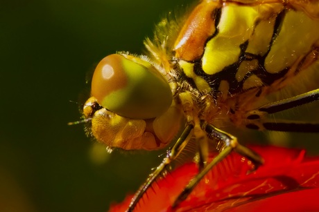 Libelle