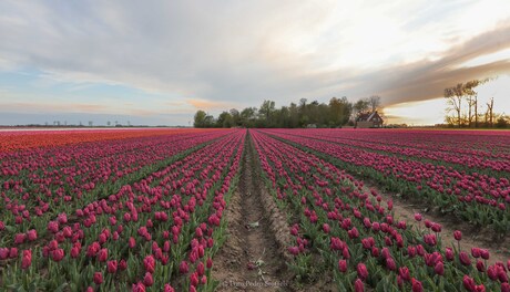 Tulpenveld in bloei