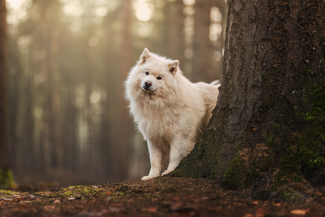 Kijkje achter de boom