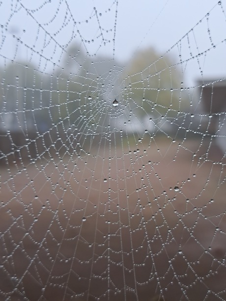 spinnenweb in de mist