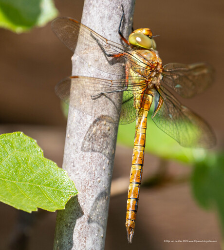 Libelle in onze tuin