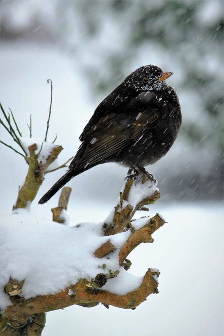 Vogel in de sneeuw