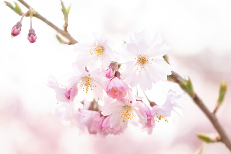 lente