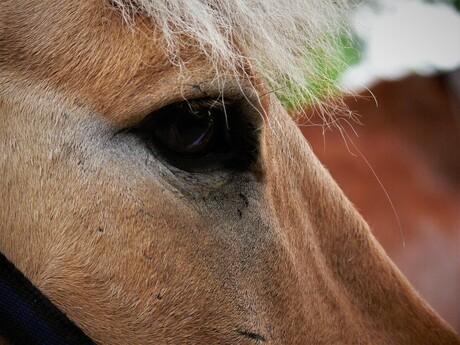De heldere blik van een paard dat zin heeft om iets leuks te gaan doen