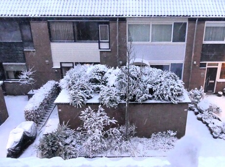 P1300167 Alle Kerstbomen verzamelen op 7 Jan 2026