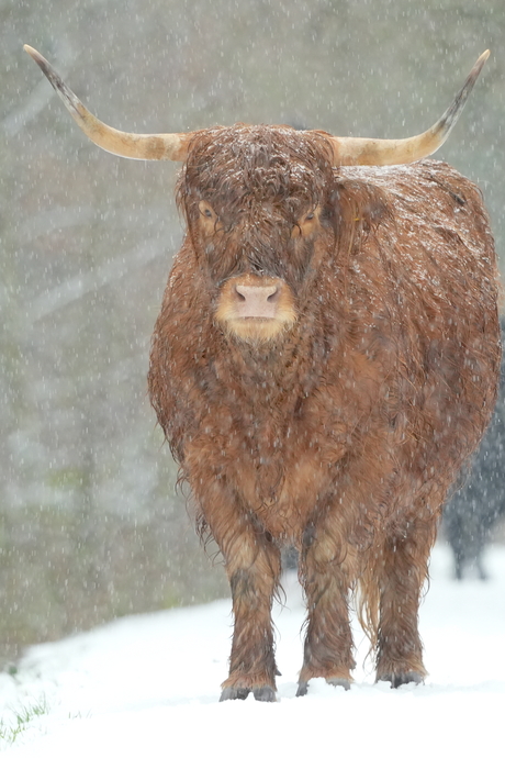 Hooglander in de sneeuw
