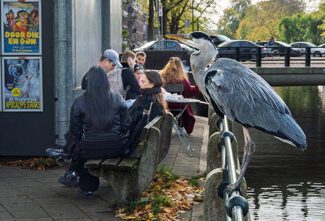 Reiger op zoek naar snacks