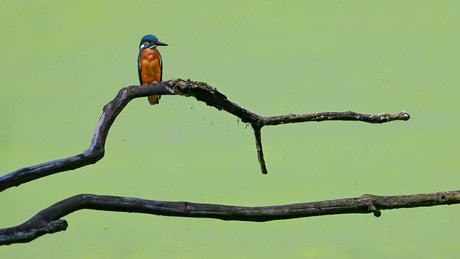 IJSVOGEL ZOEKT VISJES