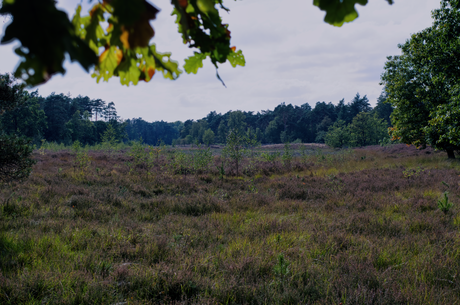 Molenheide in de herfst
