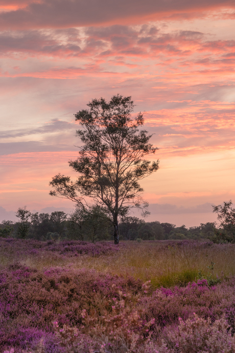 Sunset Tree