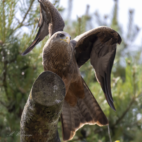 Vogels