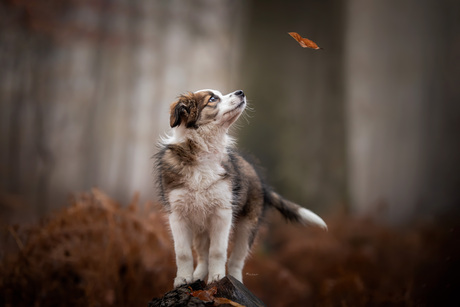 Herfst puppy