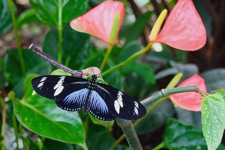 Heliconius doris