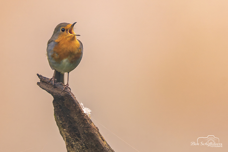 De ochtendzang van een roodborstje.