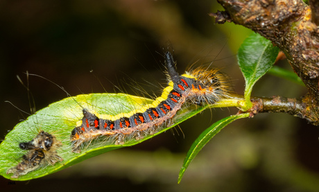 Rups van een PSI-UIL