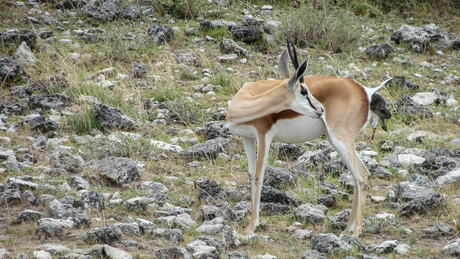 Geboorte van een Springbokje