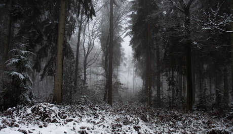 Winter in het bos