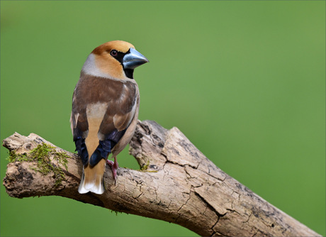 Appelvink