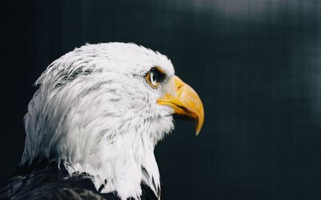 Amerikaanse zeearend 