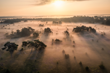 Bomen door de mist...