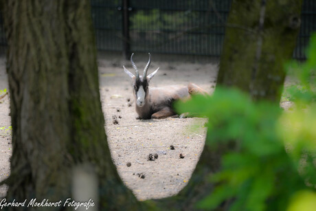 Springbok