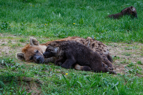 Gevlekt hyena met pup