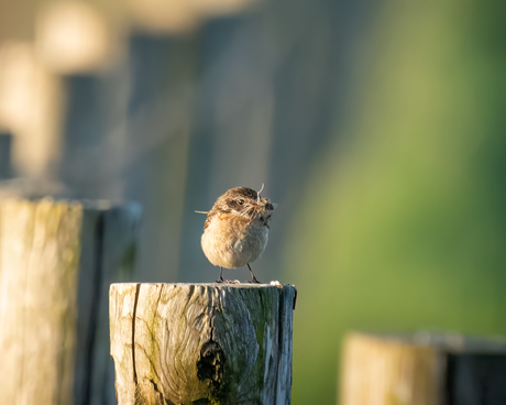 Roodborst tapuit 