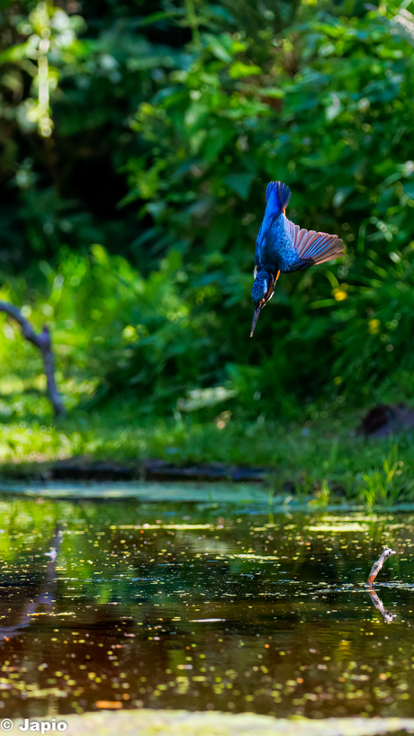 IJsvogel in de aanval