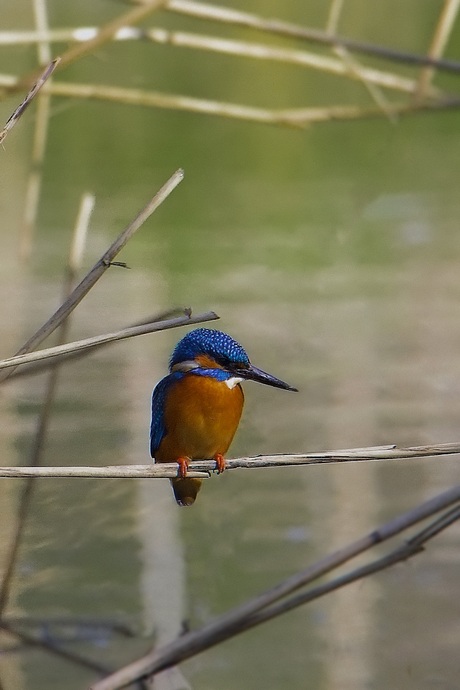 IJsvogel