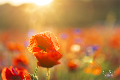 Klaprozen (Papaver) bij zonsopkomst.