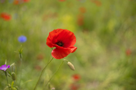 Veldbloemen