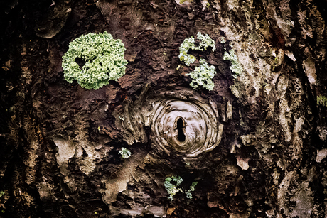 Het oog