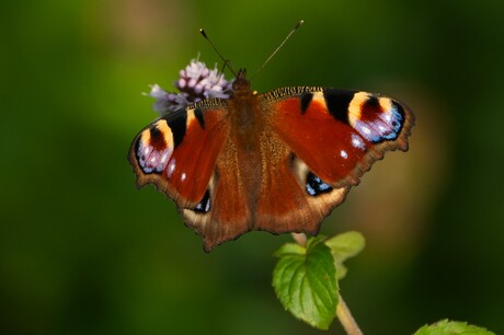 daypeacock