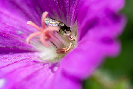 #summermacro 