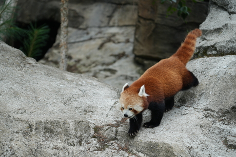 Rode Panda @ Diergaarde Blijdorp