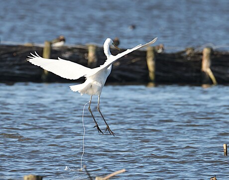 Grote Zilverreiger aan een lijn? Of......