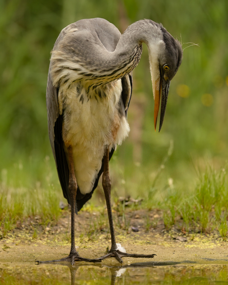 Reiger 