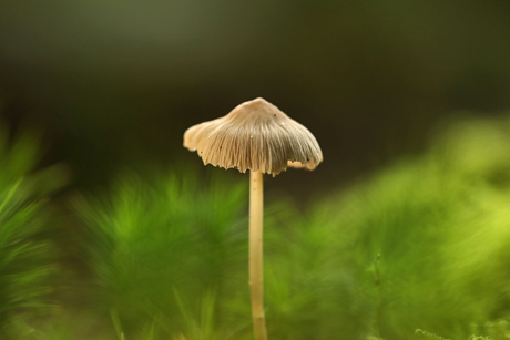 Klein in het groen