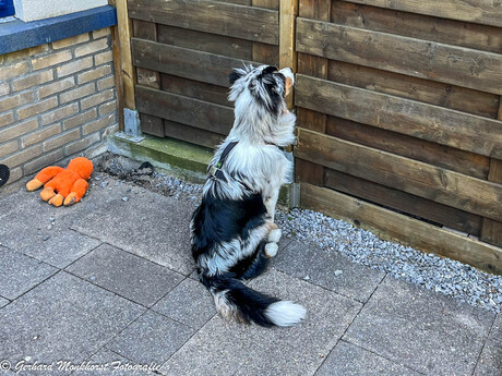 Snoepjes schutting