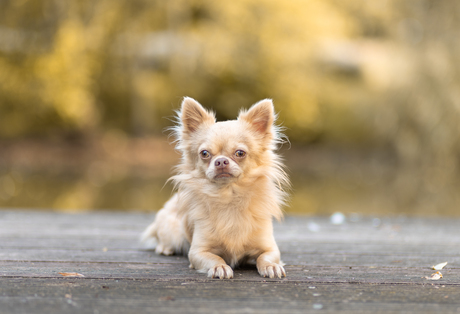 Rocky chihuahua