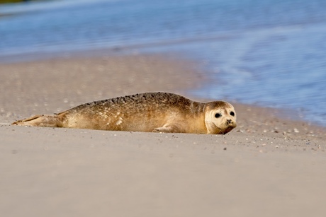 Zeehond