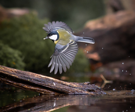 Vliegende koolmees met water spetters