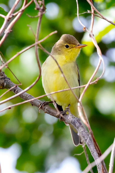Spotvogel
