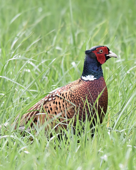 Fazant in het grasland