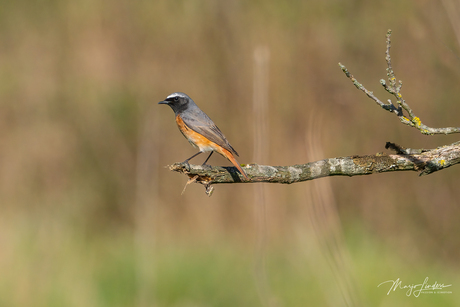 Gekraagde Roodstaart