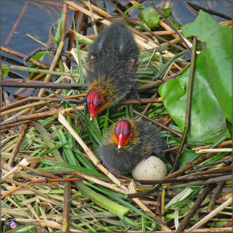 Meerkoetjes …