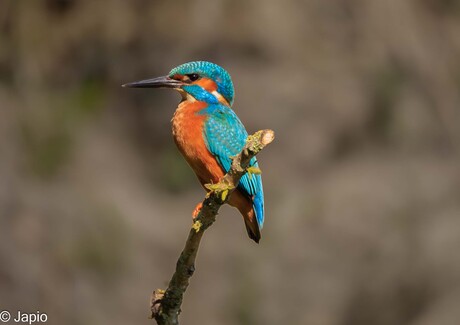 IJsvogel, achtergrond is iets vervaagd