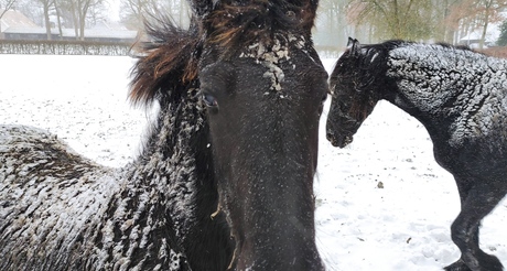 Paarden in de sneeuw 